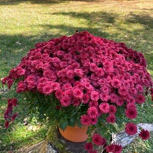 Meet your Posher, June